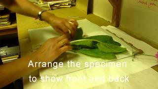 RBGE Herbarium Basic Plant Collecting and Pressing [upl. by Jer]