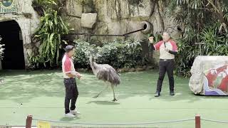 Bird Show at Safari Wonderland Afamosa Melaka 2023 [upl. by Shetrit]