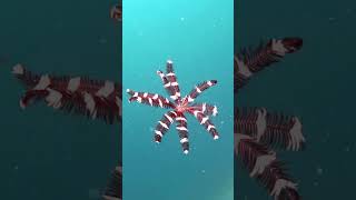 Crinoid  Snorkeling  Feather stars  Waigeo  Raja Ampat  Indonesia [upl. by Quickel]