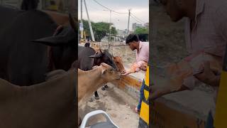 Humanity🙏 humanity gaumata gauraksha respect love trending humanityfirst youtubeshorts [upl. by Jangro609]