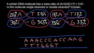 Chargaffs rule explained [upl. by Anam]