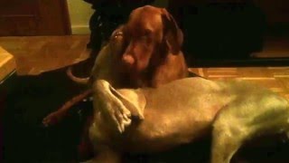 Weimaraner 6 Jahre und Vizsla 1 Jahr [upl. by Reube563]