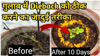 How To Cure Rose Plant DiseasesRose Plant Care TipsRose Plant Growing TipsHow to save dying rose [upl. by Eutnoj]