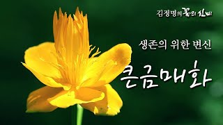 꽃 이야기 70회 고원은 황금빛으로 물든다  큰금매화 [upl. by Egroej]