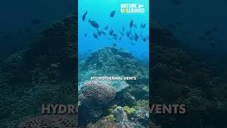 DEEPEST Ocean SECRETS Revealed DeepOceanMysteriesOceanSecretsRevealedfacts [upl. by Neellek]