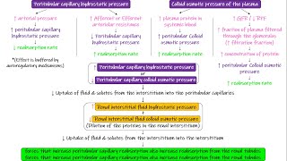 Peritubular Capillaries amp Interstitial Fluid Forces Chapter 28 part 8 Guyton and Hall Physiology [upl. by Cleres]