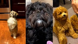 Aww Cute Puppies doing funny things Shih Poo breed Videos Compilation 2020 [upl. by Pasahow881]