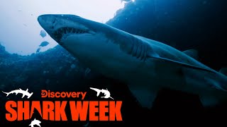 Forrest Galante Searches for Extinct Sharks in South Africa  Shark Week  Discovery [upl. by Eimrots450]