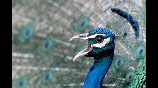 The Biggest Peacock In The World [upl. by Snahc]