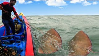 STINGRAY FSH CATCHING AT SEA [upl. by Solracesoj238]