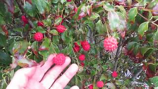 Dogwood tree with edible fruit  Canada [upl. by Amre]