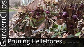 Pruning Hellebores  Cleaning up your Lenten Rose in the Spring  How to prune Hellebores [upl. by Pry]