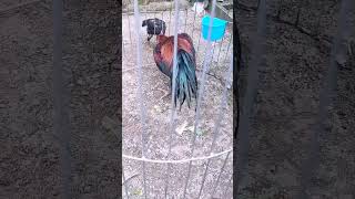 Adorable Rooster Daily Routine The Lovely Pet You Never Knew You Needed Rooster RoosterLover [upl. by Schnur]