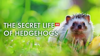 Discover the Fascinating Lives of Adorable Hedgehogs in 4K [upl. by Gittle]