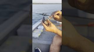 Bridle Rigging 1lb bluegill for monster blue cats and striped bass fishing fishinglife [upl. by Yevette]