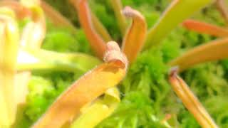 Heliamphora Care guide [upl. by Mandeville817]