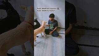 Kale muh ka bandar 🦍🐒🤪 simmba dogcomedy funny simmbasongs pets lablovers song dogvideos yt [upl. by Pickett]