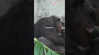 fascinating life cycle of apes animals cuteanimal facts alligator wildlife cutepet [upl. by Mita]