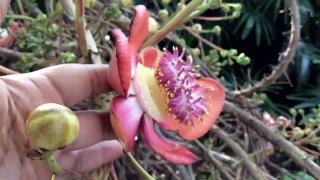 Couroupita guianensis  Canon ball Tree  Nagamalli Nagalingam Nagapushpa [upl. by Eleira610]