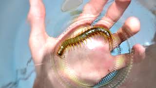 Opasna striga Scolopendra cingulata  Mediterranean Banded Centipede [upl. by Shishko]