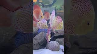 Discus Fish  Discus Tank Mates  Blessings Aquarium [upl. by Laersi461]