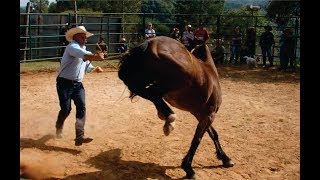 Doma Racional de Cavalo Xucro no Paraná [upl. by Nahallac72]