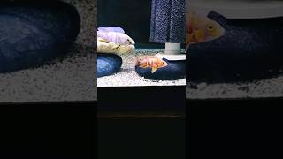 African Cichlids For Beginners  African Cichlid Starter Guide Aquarium fishtank fish wildlife [upl. by Wilterdink527]