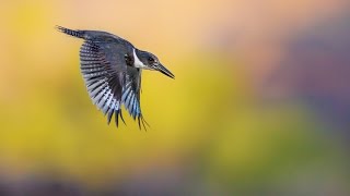 Belted King Fisher [upl. by Anairam60]