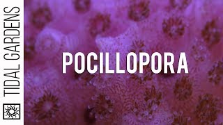 A Quick Look at Pocillopora Care [upl. by Nelan]