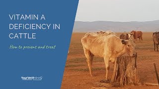 How To Treat Vitamin A Deficiency in Cattle [upl. by Aral718]