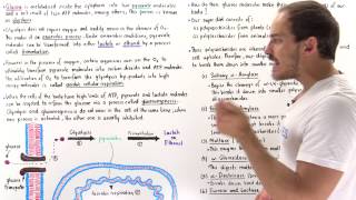 Introduction to Glucose Metabolism [upl. by Einittirb]