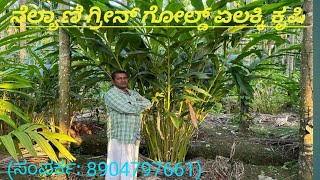 Nelyani green gold cardamom plant cultivation  Kannada  2023 [upl. by Eriuqs]