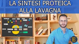 30 La sintesi proteica alla lavagna 19 min [upl. by Blackstock978]