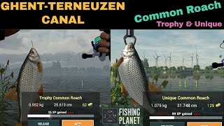 Fishing Planet GhentTerneuzen Canal Netherlands Common Roach Trophy amp Unique [upl. by Idnyl2]