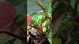 How to Propagate Philodendron Strawberry Shake propagation variegatedplants philodendron [upl. by Pelligrini212]