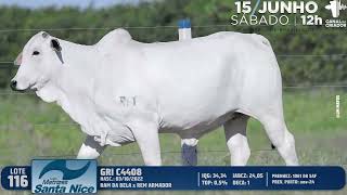 LOTE 116 GRI C4408 [upl. by Elisa]