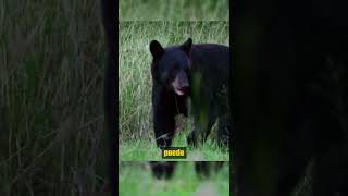 ¡Oso Negro se enfrenta a perros oso vs perros animalessalvajes [upl. by Daniele]