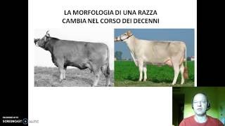 Lezione valutazione morfologica bovina da latte [upl. by Wightman]