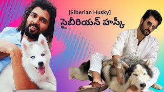 Why సైబీరియన్ హస్కీSiberian Husky is Popular History  Most familiar dog [upl. by Dutchman]