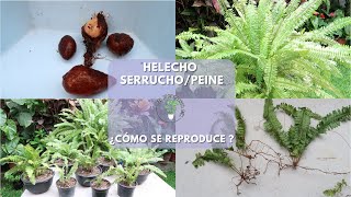 Helecho serrucho  Nephrolepis cordifolia​ sus formas de reproducción [upl. by Howie914]