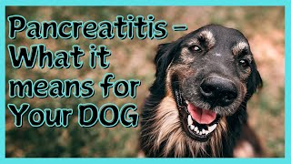 Keep Your Furry Friend Happy And Healthy Top Tips For Preventing Pancreatitis [upl. by Kiley]