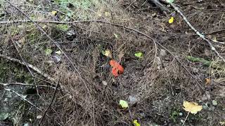 Hiking to a glacier viewpoint turns out to be a haven for lobster mushrooms I’ve never seen so many [upl. by Leila]