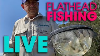 Flathead Fishing BEST All Time Fresh Bait  LIVE Demo [upl. by Nodnarb917]