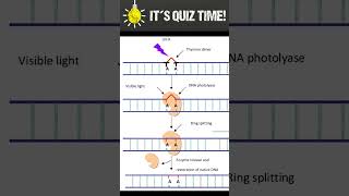 How UV cause DNA damage [upl. by Alis]