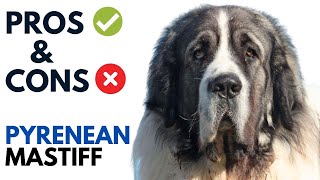 Pyrenean Mastiff Pros and Cons  Mastín del Pirineo Dog Advantages and Disadvantages [upl. by Snapp]