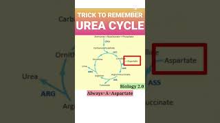 Trick To Remember Urea Cycle  Biology 20 [upl. by Joshua]