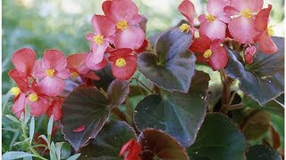 How to Plant a Begonia  Begonias [upl. by Nove169]