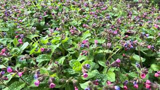 Gevlekt longkruid  Pulmonaria officinalis  NL Bloeit  Planten van hier [upl. by Adnilrem]