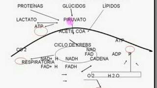 Consumo de oxigeno 112 Ciencia y deporte  org Fisiologia del ejercicio [upl. by Kevina897]