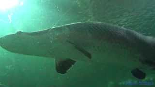 ปลาช่อนอเมซอน ตัวใหญ่มาก Arapaima Gigas [upl. by Ladnor167]